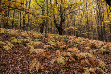 Pardomino Forest, Picos de Europa Regional Park, Boñar, Castilla-Leon, Spain