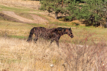 Beautiful stallion horse galloping in golden natural dry autumn tall grass near forest on a ranch