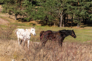 Beautiful stallion horse galloping in golden natural dry autumn tall grass near forest on a ranch