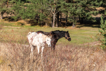 Beautiful stallion horse galloping in golden natural dry autumn tall grass near forest on a ranch