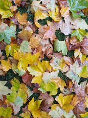 autumn leaves background