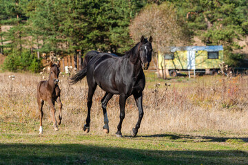 Dark horse with child galloping together free on a ranch in Bulgarian rural grassland in the autumn sun