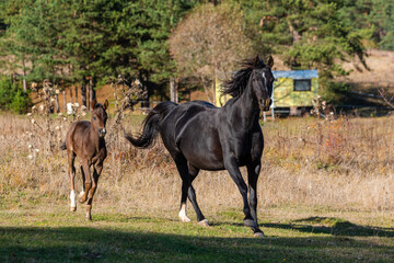 Dark horse with child galloping together free on a ranch in Bulgarian rural grassland in the autumn sun