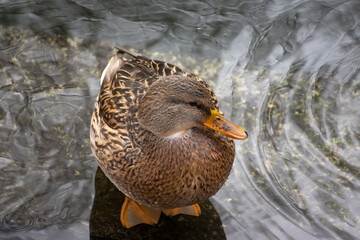 The birds that live in our parks. Ducks, swans and pigeons.