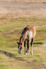 Light brown horse standing on grassland dirt road eating grass autumn scene