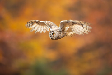 This species is a rather slim and long winged owl with usually prominent erectile ear tufts, which are positioned closer to the center of the head than in many other types of owl. 