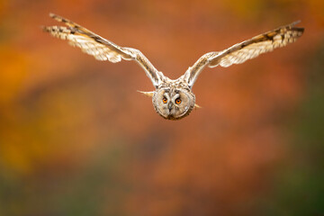 This species is a rather slim and long winged owl with usually prominent erectile ear tufts, which are positioned closer to the center of the head than in many other types of owl. 