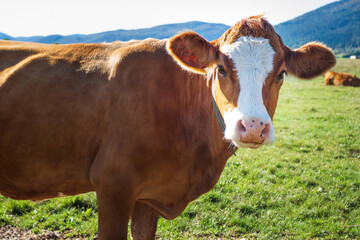 Cows at cattle farm on the grassy pasture on a sunny day.