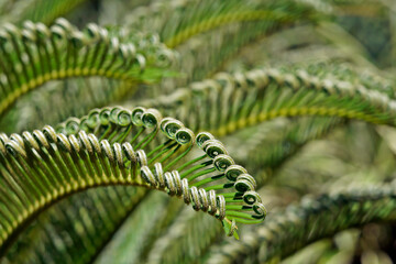 Sago palm new leaves (Cycas revoluta)