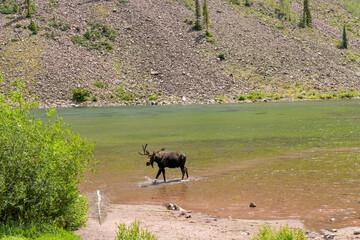 Moose at Maroon Lake - A young moose, with only one antler, walking and feeding in shallow water of Maroon Lake on a sunny Summer afternoon. Aspen, Colorado, USA.