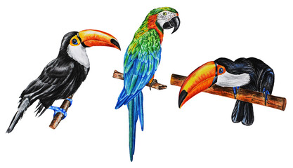 Watercolor realistic illustration of tropical exotic birds two toucans and a blue macaw parrot. Hand drawn.