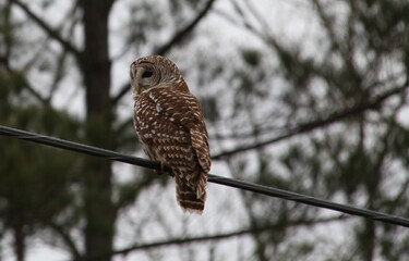 Northeast Florida barred owl 