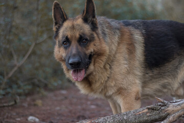 Perro pastor alemán paseando en un bosque