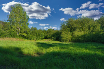 Fototapeta na wymiar Summer landscape green meadow on a background of forest and cloudy blue sky.