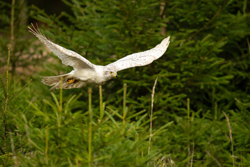 Siberian goshawk