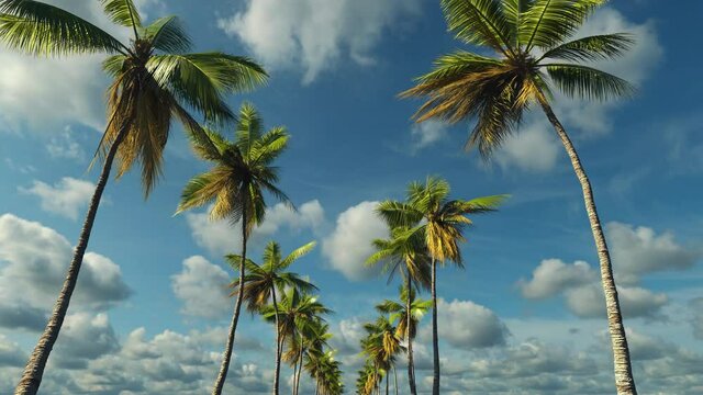 The road from palm trees on a tropical island near the ocean. 
3d animation advertising tourist travel weekend