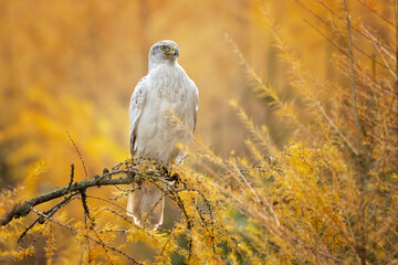 Siberian goshawk