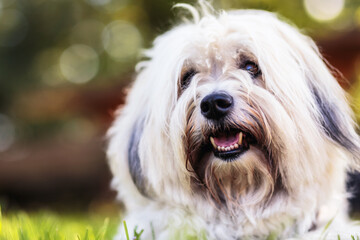 Portrait von einem Coton de Tulear Hund
