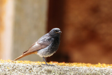 Vogel auf einer Mauer
