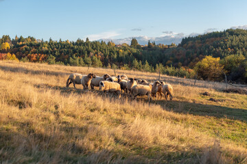 Group of sheep golden meadow during autumn sunset in Bulgaria orange red green trees blue clear sky landscape