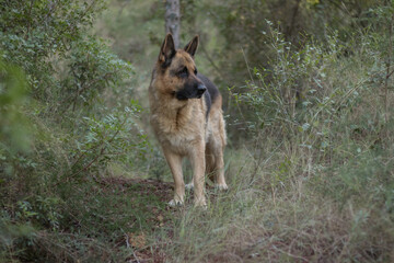 Perro pastor alemán paseando en un bosque