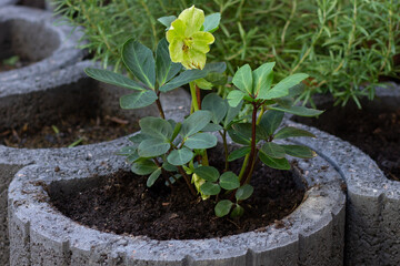 Planting flowers hellebore in the garden