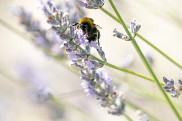 A Bumblebee On A Lavender Plant, Close Up