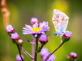 Nahaufnahme von einem Schmetterling auf einer Sommerwiese bei Sonnenaufgang