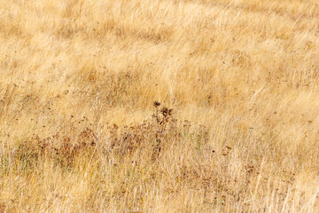 Natural golden autumn dry grass meadow yellow orange vibrant grassland rural texture