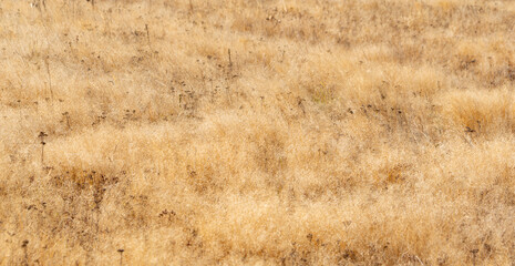 Natural golden autumn dry grass meadow yellow orange vibrant grassland rural texture