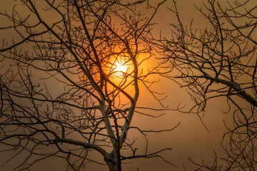 Bare aspen tree in October with an orange sky and sun behind, due to wildfires