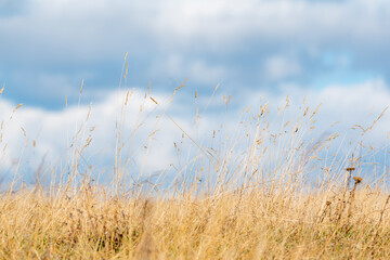 Obraz premium Low angle view dry golden autumn grass straws glowing in bright sunshine against cloudy moody blue sky