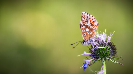Nahaufnahme von einem Schmetterling auf einer Sommerwiese bei Sonnenaufgang