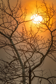 Bare aspen tree in October with an orange sky and sun behind, due to wildfires © Martina