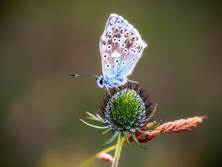 Nahaufnahme von einem Schmetterling auf einer Sommerwiese bei Sonnenaufgang