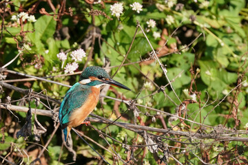 kingfisher on grass