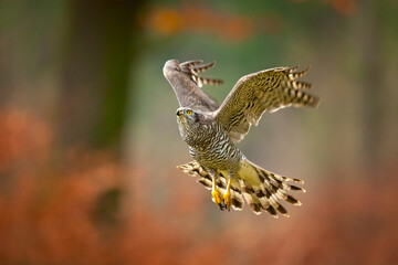 Northern goshawks can be found in both deciduous and coniferous forests. While the species might show strong regional preferences for certain trees