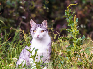 Katzen auf einem Bauernhof