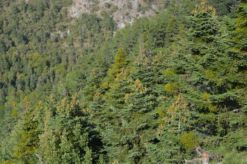 Forest in the mountains