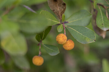Madroño en un bosque en otoño