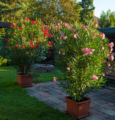 Nice oleanders in the garden in summer