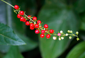 Wild red berries on tropical rainforest