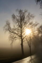 silhouette of a tree in the sunrise fog. 