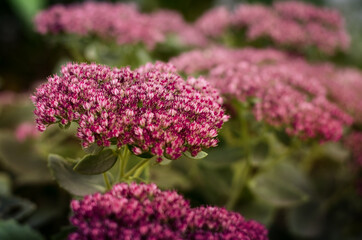 purple flowers, green background of leaves.  inflorescence of small pink flowers