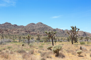 sunny afternoon at Joshua tree national park