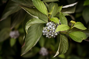 Obraz premium green Bush with lilac clusters of berries. green background