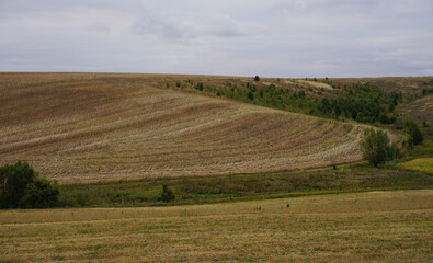 Fototapeta na wymiar Harvested wheat field.