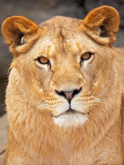 The type specimen of the Cape lion was described as very large with black-edged ears and a black mane extending beyond the shoulders and under the belly