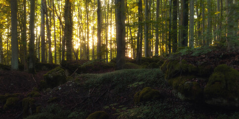 Obraz premium Fränkischer Sommerwald bei Sonnenuntergang