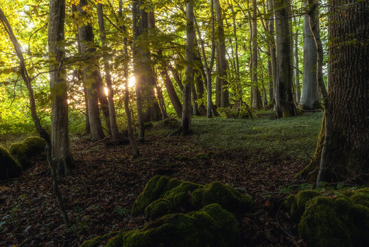 Fr&auml;nkischer Sommerwald bei Sonnenuntergang